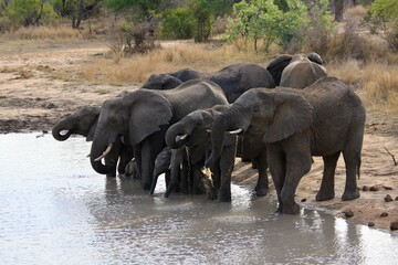 Elefantenherde am Wasserloch - Krüger Nationalpark Südafrika 