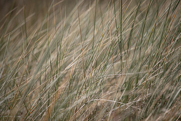 grass in the wind