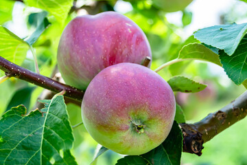 Photography on theme beautiful fruit branch apple tree