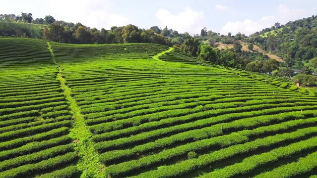 Green tea plantation and oolong tea planted in a row on the mountain at Doi Mae Salong, Chiang Rai, Thailand. A bird's eye view from a drone.