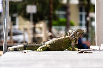 A green iguana was resting on a per in Florida