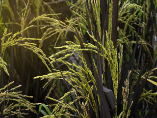 Obraz premium black leaves of rice plant rice in rice field already for harvest wit yellow light on left hand side.
