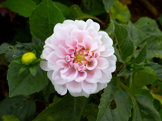 beautiful flower in garden with green leaf.