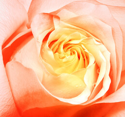 Fototapeta na wymiar Flower rose close up. Macro photo, floral background. Natural.