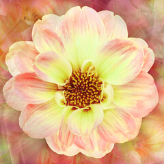Fototapeta premium Yellow-red flower. Floral spring background. Close-up. Nature.