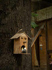 wooden bird house stick at the tree