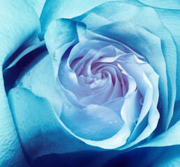 Flower  turquoise rose  close up.  Macro photo, floral background.  Natural.