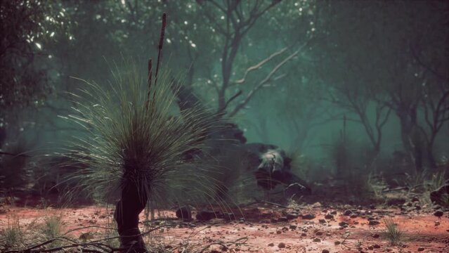 australian outback with trees and yellow sand