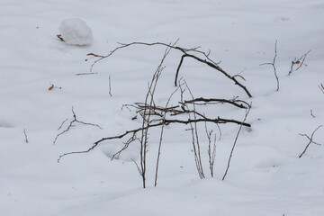 BARE BRANCHES ON A COLD WINTER DAY