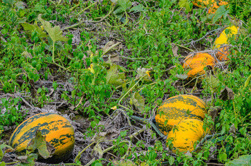 Yellow ripe pumpkins in the field /