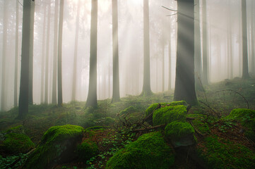 Aufnahme eines Waldes im Herbst mit Nebel und Sonnenstrahlen