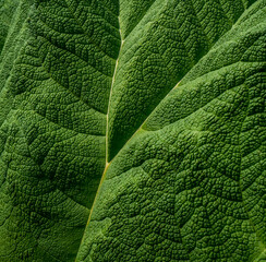 Rugged green leaf as background