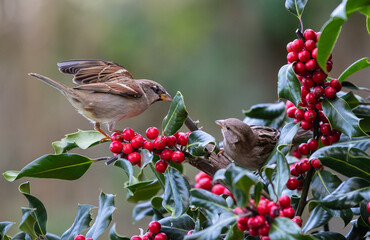 footage of birds in the holly trying to dominate the situation!