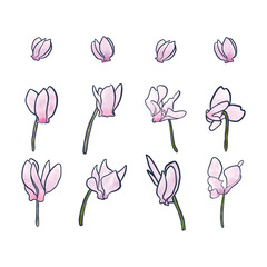 Hand Drawn Watercolor pink floral cyclamen , Cyclame flowers isolated on white background. 