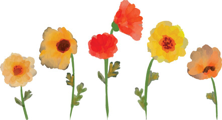Set of watercolor poppy flower isolated on white background. Loose watercolor technique.