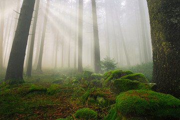 Aufnahme eines Waldes im Herbst mit Moos bedeckten Steinen im Vordergrund Nebel und Sonnenstrahlen
