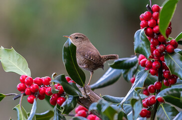 footage of birds in the holly trying to dominate the situation!
