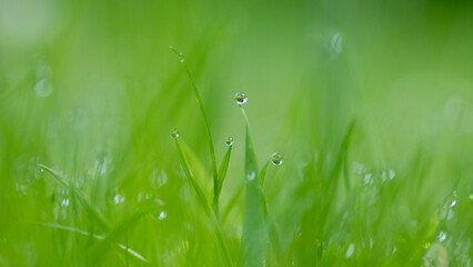 dew on grass