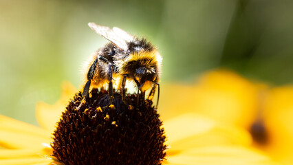bee on yellow flower