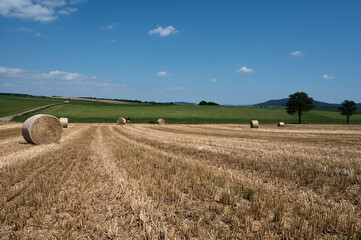 Fototapeta premium Wheat field after harvest