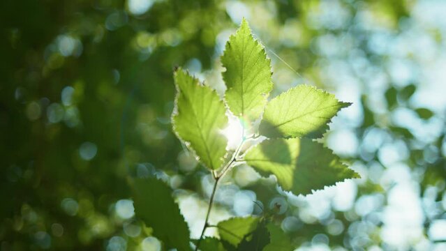 View of the green leaves through the sunlight