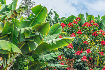 Poinsettia bushes among banana trees on the field in Puerto de la Cruz in the Canary Islands,...
