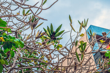 Obraz premium Green fruits of African tulip tree on bare branches in Puerto de la Cruz, Spain - view from below. Exotic flora of the Canary Islands