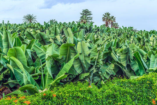 Banana field surrounded by a hedge of the exotic climbing plant Pyrostegia venusta in Puerto de la Cruz in Tenerife, Spain. Agriculture in the Canary Islands