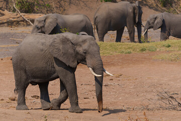 Fototapeta premium Elephant searching for water in a dry riverbed in Mashatu Game Reserve in the Tuli Block in Botswana
