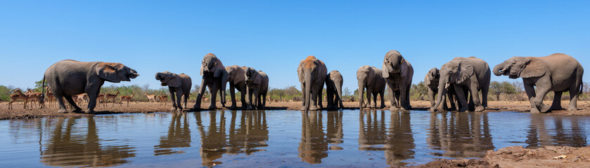 Fototapeta na wymiar Elephants drinking and taking a bath in a waterhole in Mashatu Game Reserve in the Tuli Block in Botswana.