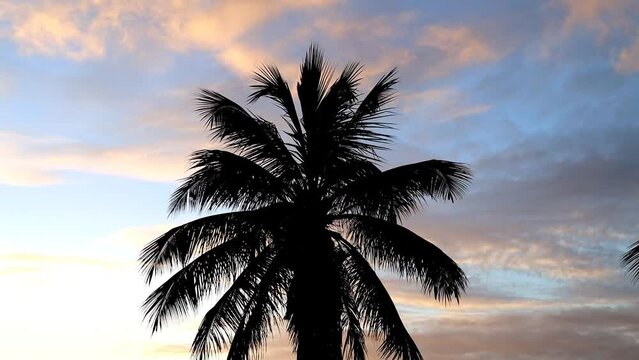 Silhouette of a huge palm tree during sunset. Holiday landscape.