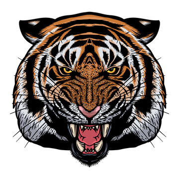 Ferocious tiger head - hand drawn - vector illustration