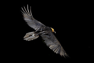 Bearded Vulture alps