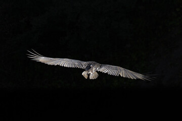vulture in flight