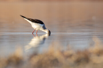 black-winged stilt