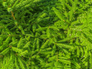 texture of fir branches. Branches with green needles close-up. Natural Christmas Tree Background