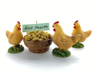 CONCEPT, GUT HEALTH ISSUES in Poultry, brochure, flyer, presentation slide designs, probiotics and enzymes acidifier products