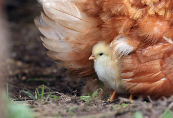 Little chick hiding under the wings of its mother in an organic farm. Adult hen covering a newborn...