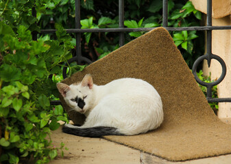 A cat lounging on the terrace