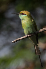 Green bee-eater bird