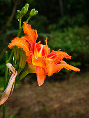 orange lily flower