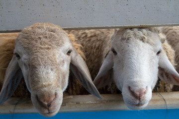 Two sheep raised in a pen wanting to eat grass.