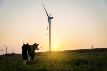 Cow and wind turbines at sunset. Turbines affect livestock and farming, wind power and agriculture,...