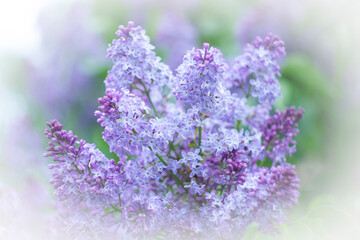 Spring lilac on a blurred background.