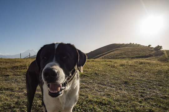 Central Asian Shepherd Dog in the mountains in the backlight of the setting sun, a portrait of a resting shepherd dog