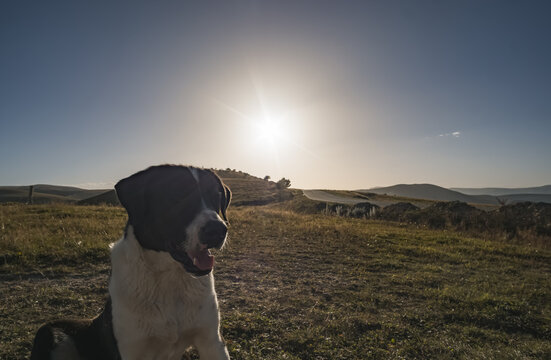 Central Asian Shepherd Dog in the mountains in the backlight of the setting sun, a portrait of a resting shepherd dog