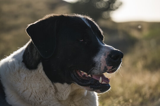 Central Asian Shepherd Dog in the mountains in the backlight of the setting sun, a portrait of a resting shepherd dog