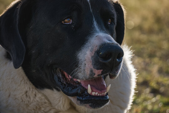 Central Asian Shepherd Dog in the mountains in the backlight of the setting sun, a portrait of a resting shepherd dog