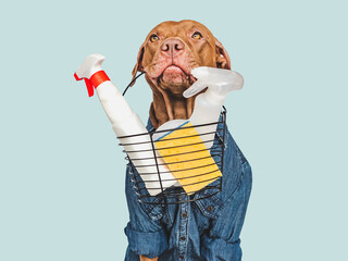 Lovable, pretty puppy with detergents, brush and cleaning cloth. Closeup, indoors. Studio shot....