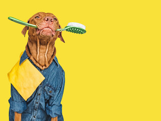 Lovable, pretty puppy with detergents, brush and cleaning cloth. Closeup, indoors. Studio shot....
